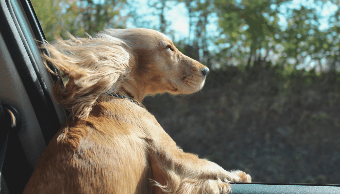 Cães colocam a cabeça para fora do carro – Descubra agora o motivo!