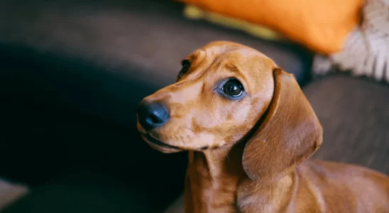 Cães conseguem perceber doenças em nós? Descubra agora!