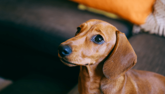 Cães conseguem perceber doenças em nós? Descubra agora!