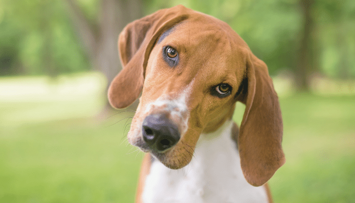 Cães inclinam a cabeça – Você sabe o motivo? Descubra agora!