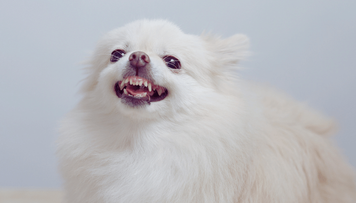 Cães pequenos são mais bravos - Mito ou verdade? Descubra agora!