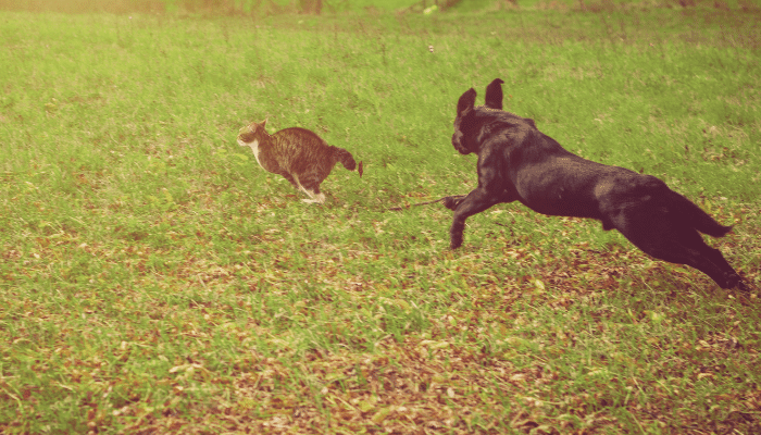 Cães perseguem os gatos - Você não sabe por que eles fazem isso