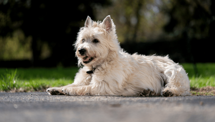 Cairn Terrier – Descubra mais sobre estes cães ativos e inteligentes!