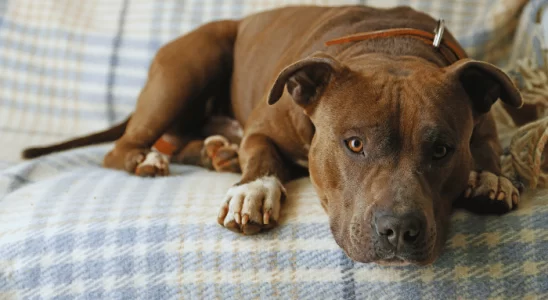 Castração de cachorro - Quais os benefícios? Saiba mais!