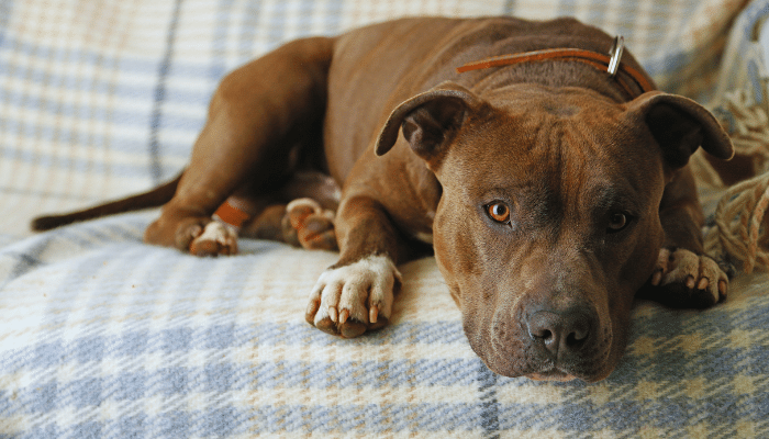 Castração de cachorro - Quais os benefícios? Saiba mais!