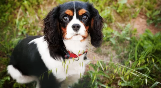 Cavalier King Charles Spaniel – um pet bastante adaptável e inteligente!