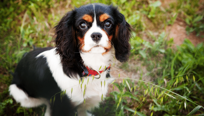 Cavalier King Charles Spaniel – um pet bastante adaptável e inteligente!