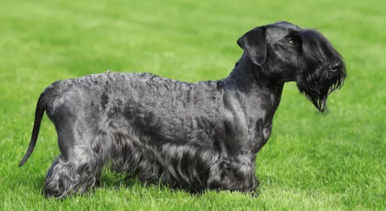 Cesky Terrier – Saiba mais sobre este cão inteligente e pouco barulhento!