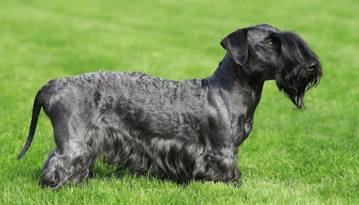 Cesky Terrier – Saiba mais sobre este cão inteligente e pouco barulhento!