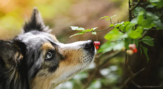 Cheiros que cachorros não gostam. Confira agora os principais e o porquê!