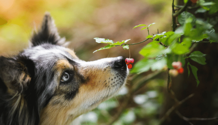 Cheiros que cachorros não gostam. Confira agora os principais e o porquê!