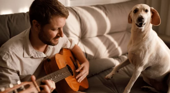 Coisas que os cachorros não gostam, mas os tutores fazem. Saiba mais!