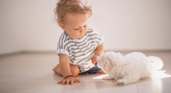 Como ensinar seu cachorro a amar o bebê - Confira as dicas!