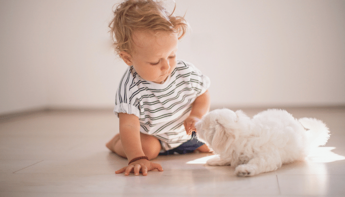 Como ensinar seu cachorro a amar o bebê - Confira as dicas!