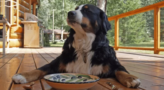 Como fazer o cachorro comer devagar? Confira essas dicas essenciais!