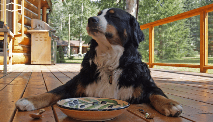 Como fazer o cachorro comer devagar? Confira essas dicas essenciais!