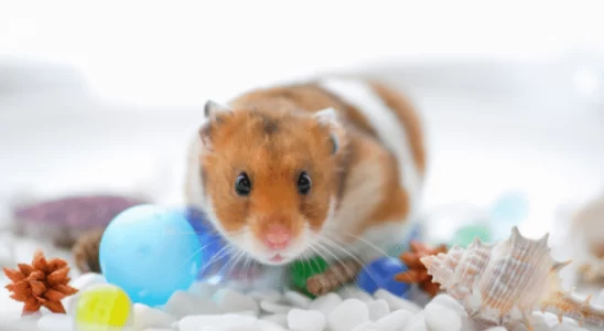 Como ter um hamster em casa? Confira os cuidados essenciais