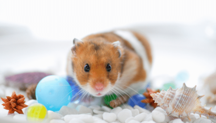 Como ter um hamster em casa? Confira os cuidados essenciais