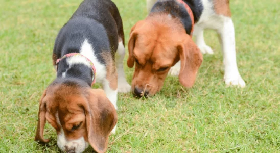 Curiosidades sobre cachorros – Descubra agora as 3 principais!