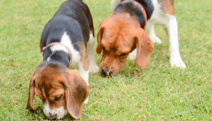 Curiosidades sobre cachorros – Descubra agora as 3 principais!