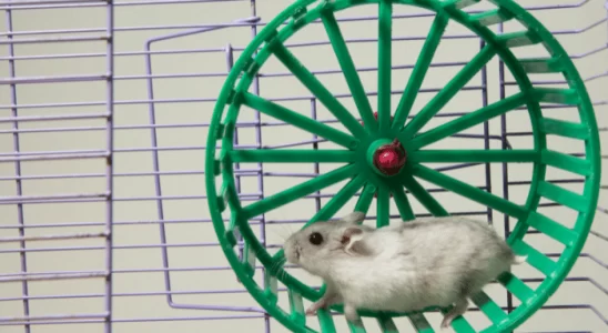 Curiosidades sobre hamsters - Confira agora as 5 principais!