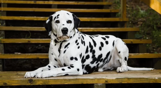 Curiosidades sobre o cachorro Dálmata - Descubra agora!