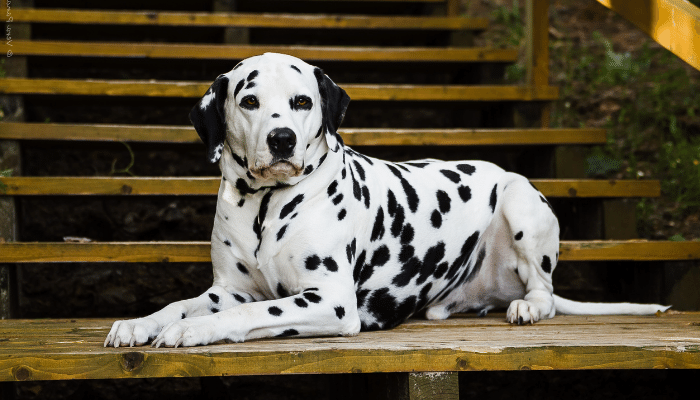 Curiosidades sobre o cachorro Dálmata - Descubra agora!