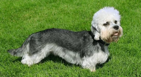 Dandie Dinmont Terrier – Sociáveis e muito enérgicos. Confira!