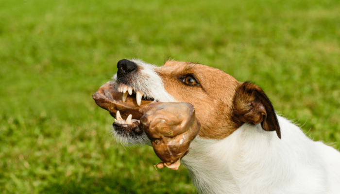 Dentes de cachorro - Confira nossas dicas e descubra algumas curiosidades!