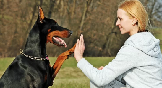 Doberman - Forte e destemido, mas pode ser um docinho