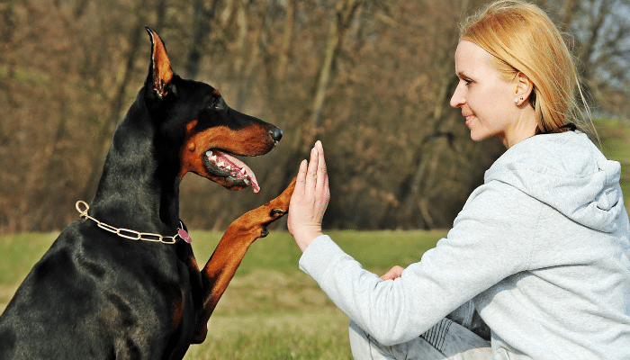 Doberman - Forte e destemido, mas pode ser um docinho