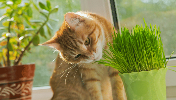 Erva do gato - Saiba mais sobre o uso da Catnip e seus benefícios