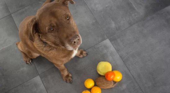 Frutas que os cachorros não podem comer - Confira as 3 principais!