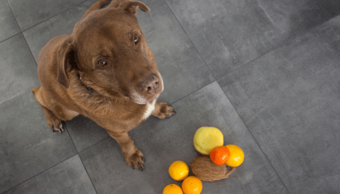 Frutas que os cachorros não podem comer - Confira as 3 principais!