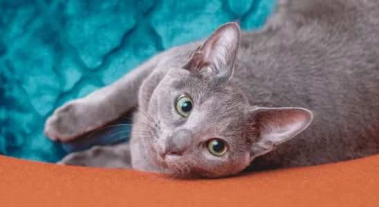 Gato Azul Russo – Saiba mais sobre este felino inteligente e silencioso!