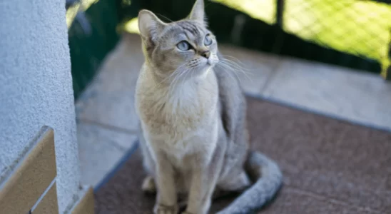 Gato Burmilla – Felinos amorosos, belos e raríssimos!