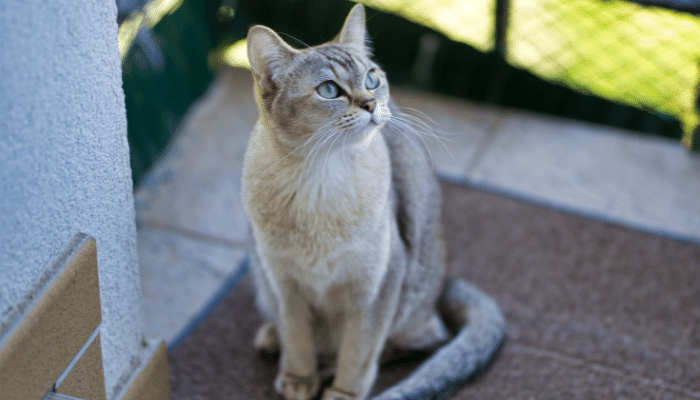 Gato Burmilla – Felinos amorosos, belos e raríssimos. Saiba mais!