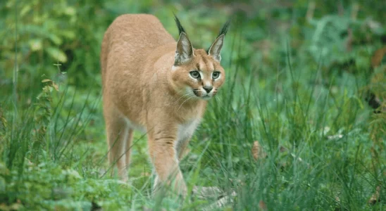 Gato Caracal - Saiba mais sobre estes lindos felinos. Confira!