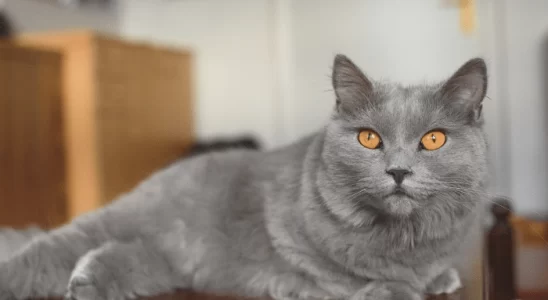 Gato Chartreux - O felino de olhos laranja inteligente e brincalhão. Confira!