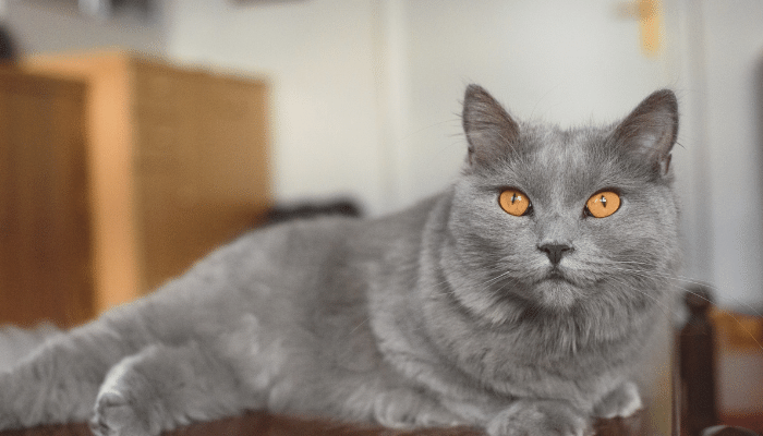 Gato Chartreux - O felino de olhos laranja inteligente e brincalhão. Confira!