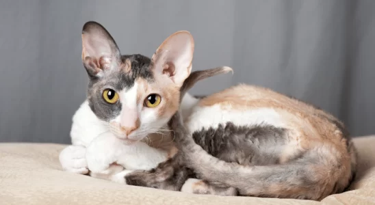 Gato Cornish Rex – Sociáveis, brincalhões e inteligentes. Saiba mais!