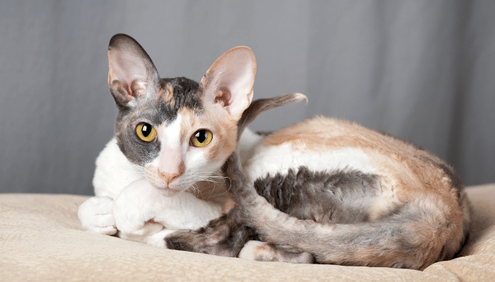 Gato Cornish Rex – Sociáveis, brincalhões e inteligentes. Saiba mais!