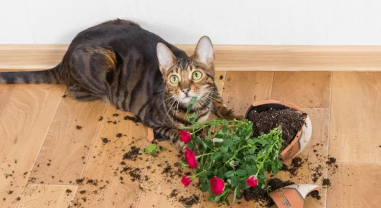 Gato Toyger - Saiba mais sobre esta raça divertida e curiosa!