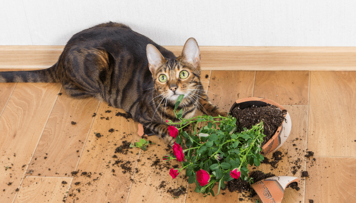 Gato Toyger - Saiba mais sobre esta raça divertida e curiosa!