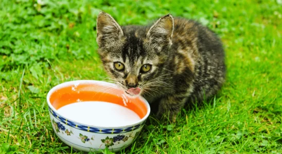 Gato pode beber leite de vaca? Descubra antes que seja tarde!