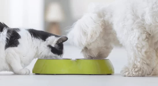 Gato pode comer ração de cachorro? Confira agora mesmo!