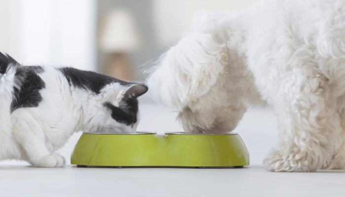 Gato pode comer ração de cachorro? Confira agora mesmo!