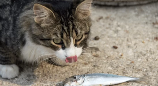 Gato pode comer sardinha? Descubra agora!