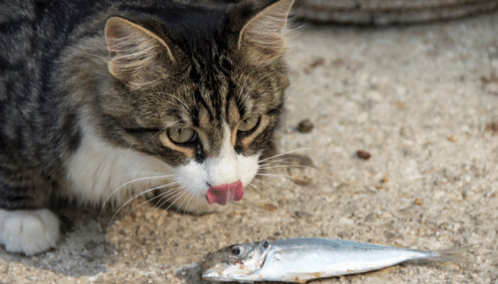 Gato pode comer sardinha? Descubra agora!