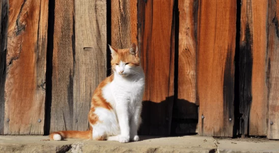 Gato precisa tomar sol? Saiba mais sobre esta prática e seus benefícios!